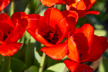 Red tulip flowers.Close-up bright red tulips in the garden.Spring season spirit.