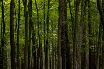 Fototapeta na wymiar Krajobraz leśny pnie drzew