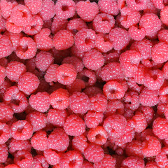 Many fresh red raspberries. Texture background ripe pink berry. Image food