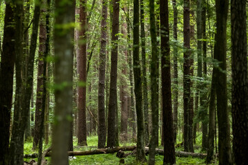 Krajobraz leśny pnie drzew - 417690980