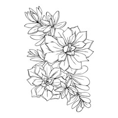 illustration of succulents flowers graphic decorative element black and white