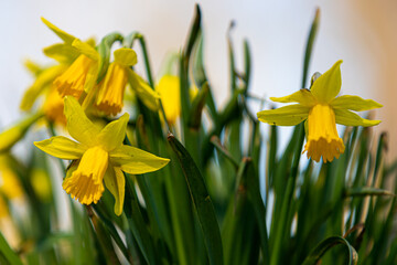 Beautiful yellow Daffodil flowers often seen during Easter and announcing that Spring is around the corner