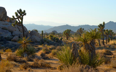 Joshua Tree National Park, california, USA beautiful landscape with view to the mountains
