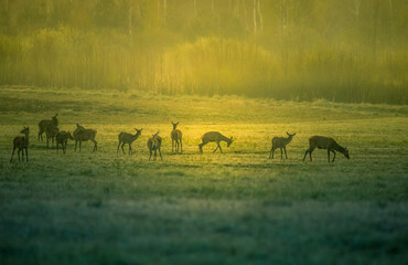 Naklejka na ściany i meble A beautiful misty morning with wild red deer herd grazing in the meadow. Springtime sunrise scenery with wild animals in Northern Europe.