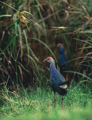 Purple Swamphen /Purple coot( Porphyrio porphyrio )