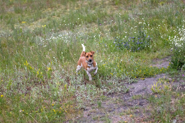 Mały pies biegający po polanie