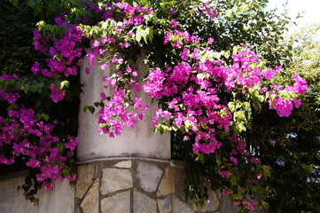 Blooming Pink Bougainvillea flowers on the streets of old town of Skopelos, Greece