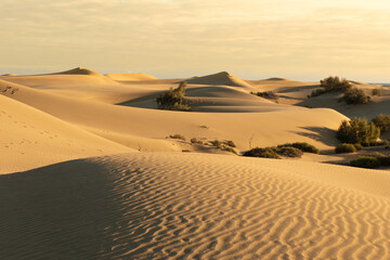 dune shade at the sunset