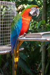blue, green and red macaw © Ed Gon