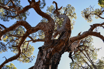 Fototapeta na wymiar pine tree in the sky