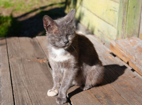 Portrait of grey cat with white paw sunbathing, sitting on old porch. Countryside, summer. Close-up.