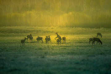 A beautiful misty morning with wild red deer herd grazing in the meadow. Springtime sunrise scenery with wild animals in Northern Europe.