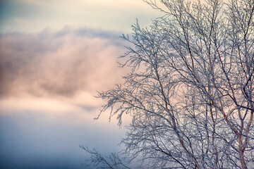 Fototapeta na wymiar Frosted alder tree in winter