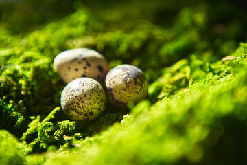 Quail eggs on green moss on sunny forest lawn. Easter, Spring and healthy organic food concept.