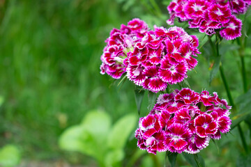 Bush of vibrant pink blooming carnation or clove pink flower with white outlines and centers in green garden 
