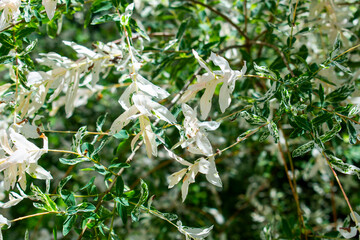Fototapeta na wymiar White willow shrub with white and green leaves in the spring or summer fresh green garden 