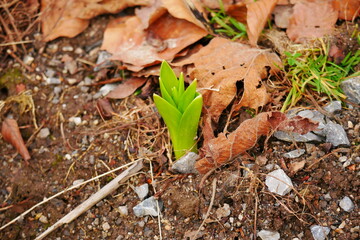 green leaves of a seedling of a hyacinth