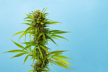 close-up bud marijuana Caramel on blue background