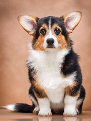 beautiful corgi puppy looking at the camera in the studio