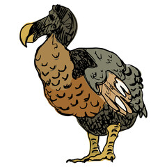 Dodo. (Raphus cucullatus). Extinct flightless bird from Mauritius island. Hand drawn colorful rough sketch. Isolated vector illustration. © Olena