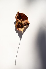Dry Leaf of a Plant and Shadow on a Light Background, Close-Up.