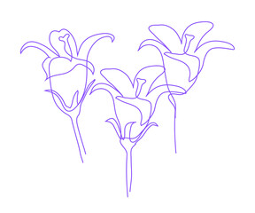 Vector modern set of isolated hand drawn doodle flowers. Lily flowers. Pattern three flowers  drawn by one line on a white background.