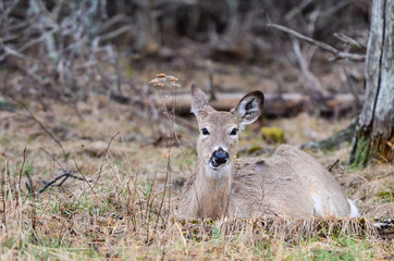 Young whitetail deer in Shenandoah National Park - Virginia, United States
