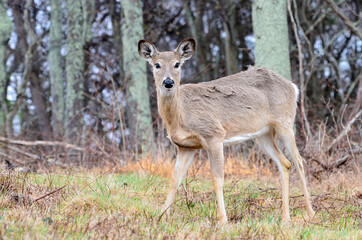 Obraz na płótnie Canvas Young whitetail deer in Shenandoah National Park - Virginia, United States 