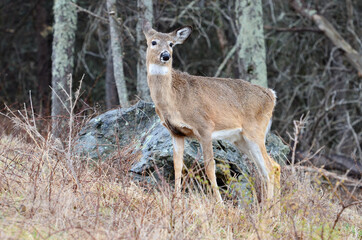 Naklejka na ściany i meble Young whitetail deer in Shenandoah National Park - Virginia, United States 