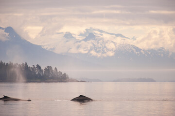 Humpback Whales (Megaptera novaeangliae), Inside Passage, Alaska, USA