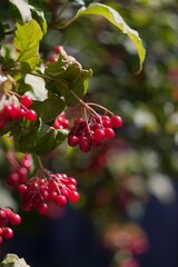 Bright red bunches of viburnum berries on branches with green leaves