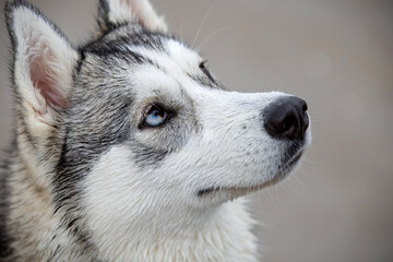 Close up face portrait of a female husky with one blue eye