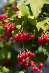 Bright red bunches of viburnum berries on branches with green leaves