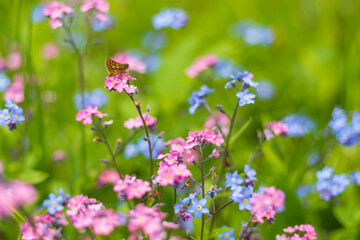 flowers and butterfly and grass