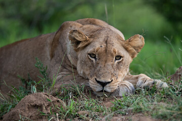 Naklejka na ściany i meble A portrait of a female lion seen on a safari in South Africa