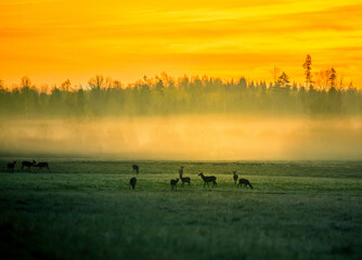 Obraz na płótnie Canvas A beautiful misty morning with wild red deer herd grazing in the meadow. Springtime sunrise scenery with wild animals in Northern Europe.