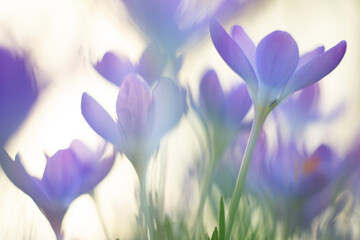 Crocuses from spring 2021