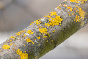 A thick branch of a tree covered with lichen, a tree disease