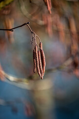 A close up of catkins on an alder tree, with a shallow depth of field