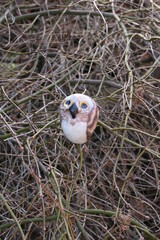 Kerzeneule. Kerze handgemacht.