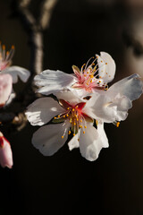 Flor de almendros