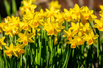 Bright Yellow Daffodils in the February Sunshine