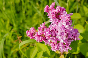 Purple Lilac with white edges. Sensation lilac. Beautiful bunch of purple flowers closeup.Blooming varietal selection two-tone lilac Syringa. The Sort Of Sensation