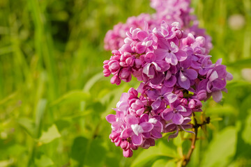 Purple Lilac with white edges. Sensation lilac. Beautiful bunch of purple flowers closeup.Blooming varietal selection two-tone lilac Syringa. The Sort Of Sensation