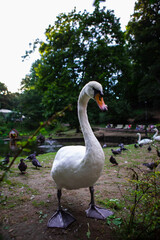 swan portrait at public city park duck on background