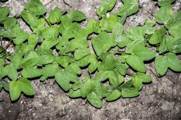 Young flower sprouts in the garden