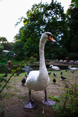 swan portrait at public city park duck on background