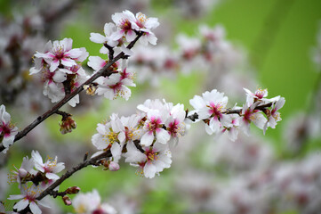 unas flores de un almendro en primavera