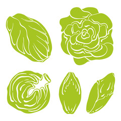 Swiss chard, lettuce, belgian endive, radicchio. Colorful line sketch collection of green vegetables and herbs isolated on white background. Doodle hand drawn vegetable icons. Vector illustration