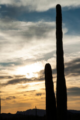 USA, Arizona. Sonoran Desert, Ajo, saguaro cactus.